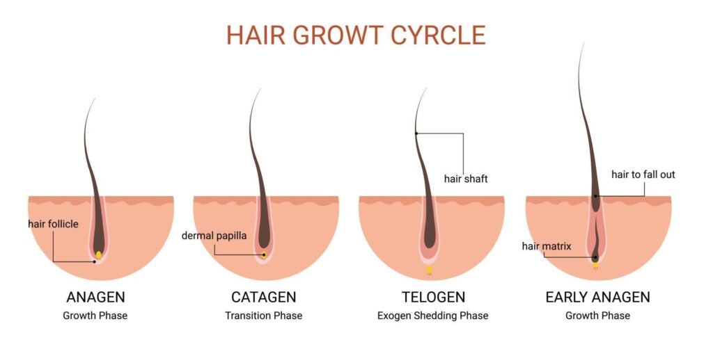 Beard Hair Transplant in Dubai :
Graft Survival and Growth Cycle